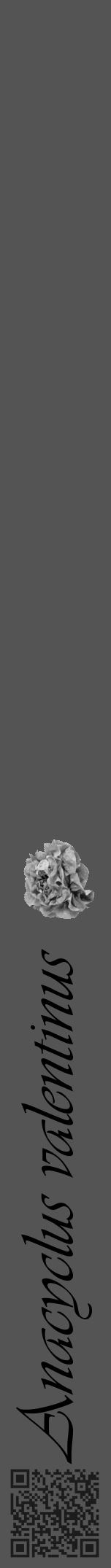 Étiquette de : Anacyclus valentinus - format a - style noire36basiqueviv avec qrcode et comestibilité simplifiée - position verticale