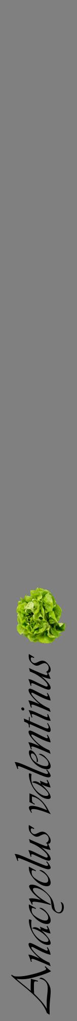 Étiquette de : Anacyclus valentinus - format a - style noire57viv avec comestibilité simplifiée