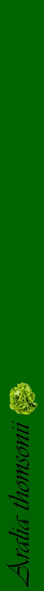 Étiquette de : Aralia thomsonii - format a - style noire8viv avec comestibilité simplifiée