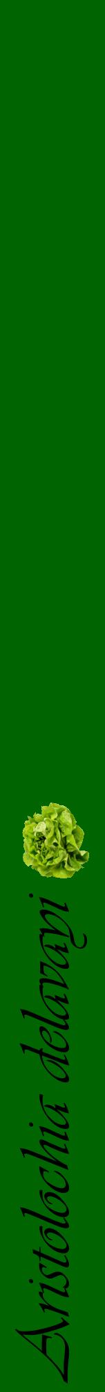 Étiquette de : Aristolochia delavayi - format a - style noire8viv avec comestibilité simplifiée