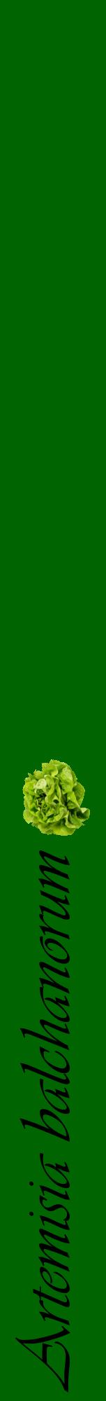Étiquette de : Artemisia balchanorum - format a - style noire8viv avec comestibilité simplifiée