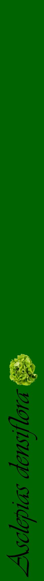 Étiquette de : Asclepias densiflora - format a - style noire8viv avec comestibilité simplifiée