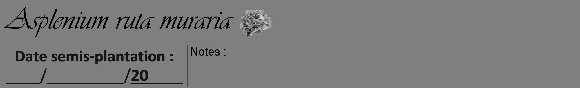 Étiquette de : Asplenium ruta muraria - format a - style noire31viv avec comestibilité simplifiée