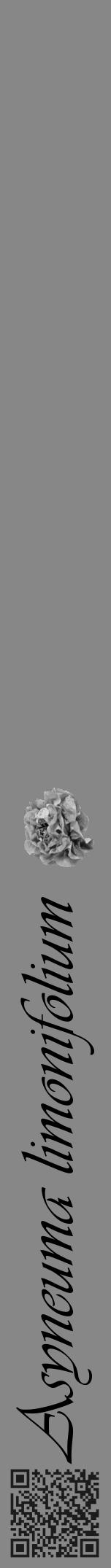 Étiquette de : Asyneuma limonifolium - format a - style noire12viv avec qrcode et comestibilité simplifiée - position verticale