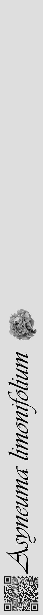 Étiquette de : Asyneuma limonifolium - format a - style noire20viv avec qrcode et comestibilité simplifiée - position verticale