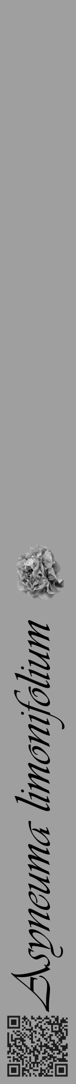 Étiquette de : Asyneuma limonifolium - format a - style noire24viv avec qrcode et comestibilité simplifiée - position verticale