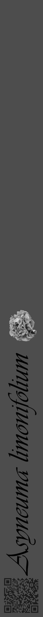 Étiquette de : Asyneuma limonifolium - format a - style noire28viv avec qrcode et comestibilité simplifiée - position verticale