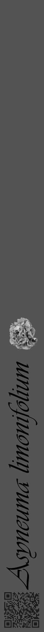 Étiquette de : Asyneuma limonifolium - format a - style noire30viv avec qrcode et comestibilité simplifiée - position verticale