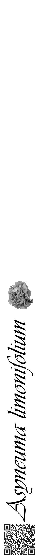 Étiquette de : Asyneuma limonifolium - format a - style noire60viv avec qrcode et comestibilité simplifiée - position verticale