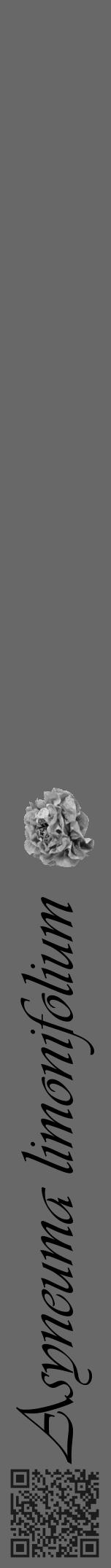 Étiquette de : Asyneuma limonifolium - format a - style noire6viv avec qrcode et comestibilité simplifiée - position verticale