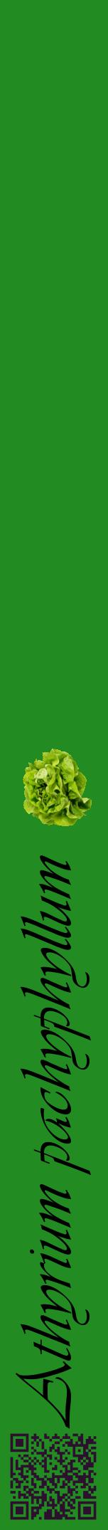 Étiquette de : Athyrium pachyphyllum - format a - style noire10viv avec qrcode et comestibilité simplifiée