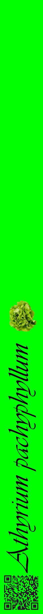 Étiquette de : Athyrium pachyphyllum - format a - style noire16viv avec qrcode et comestibilité simplifiée