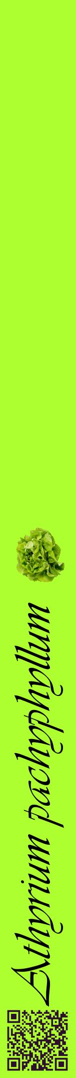 Étiquette de : Athyrium pachyphyllum - format a - style noire17viv avec qrcode et comestibilité simplifiée