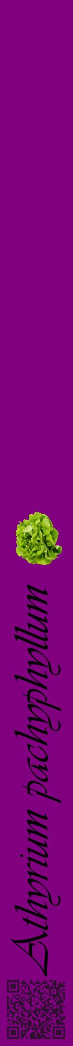 Étiquette de : Athyrium pachyphyllum - format a - style noire46viv avec qrcode et comestibilité simplifiée