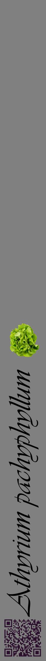 Étiquette de : Athyrium pachyphyllum - format a - style noire57viv avec qrcode et comestibilité simplifiée