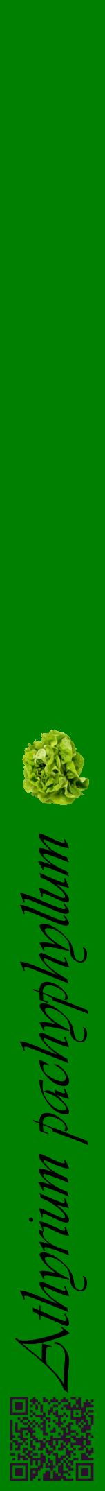 Étiquette de : Athyrium pachyphyllum - format a - style noire9viv avec qrcode et comestibilité simplifiée