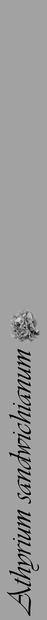 Étiquette de : Athyrium sandwichianum - format a - style noire38viv avec comestibilité simplifiée - position verticale