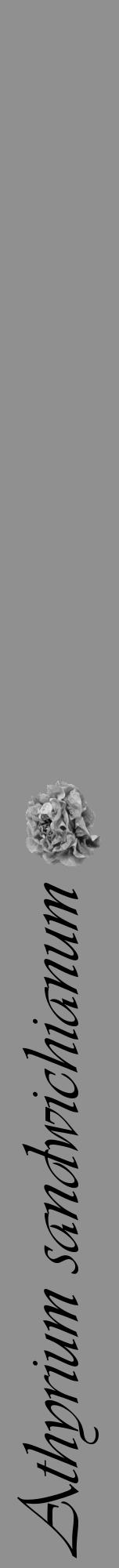 Étiquette de : Athyrium sandwichianum - format a - style noire4viv avec comestibilité simplifiée - position verticale