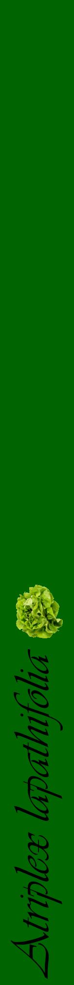 Étiquette de : Atriplex lapathifolia - format a - style noire8viv avec comestibilité simplifiée