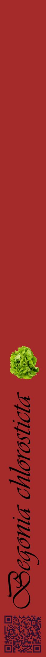 Étiquette de : Begonia chlorosticta - format a - style noire33viv avec qrcode et comestibilité simplifiée