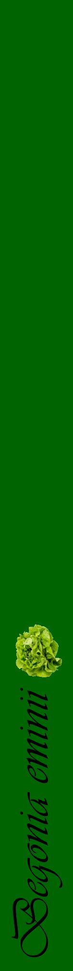 Étiquette de : Begonia eminii - format a - style noire8viv avec comestibilité simplifiée