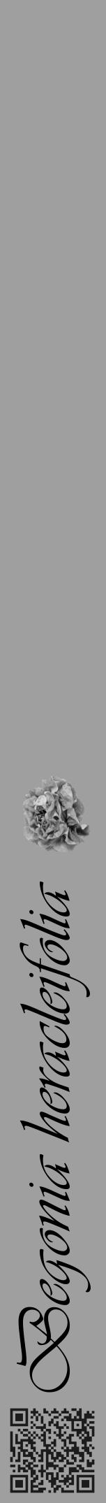 Étiquette de : Begonia heracleifolia - format a - style noire24viv avec qrcode et comestibilité simplifiée - position verticale