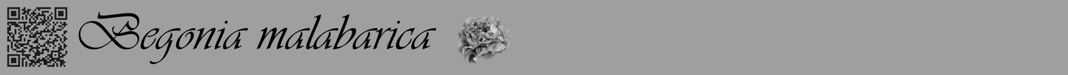 Étiquette de : Begonia malabarica - format a - style noire24viv avec qrcode et comestibilité simplifiée