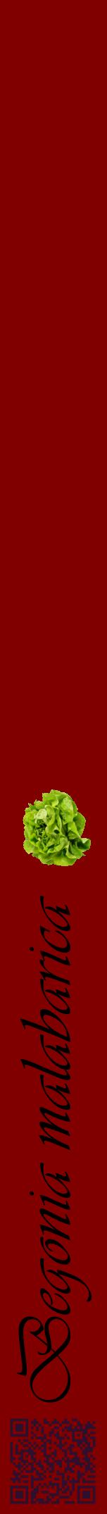 Étiquette de : Begonia malabarica - format a - style noire29viv avec qrcode et comestibilité simplifiée