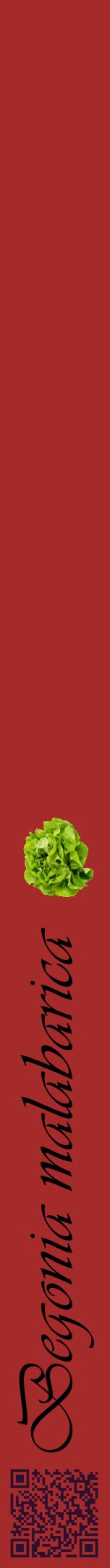 Étiquette de : Begonia malabarica - format a - style noire33viv avec qrcode et comestibilité simplifiée