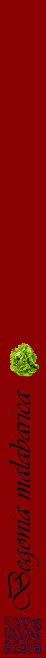 Étiquette de : Begonia malabarica - format a - style noire34viv avec qrcode et comestibilité simplifiée