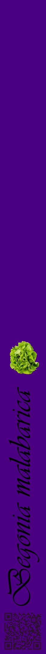 Étiquette de : Begonia malabarica - format a - style noire47viv avec qrcode et comestibilité simplifiée