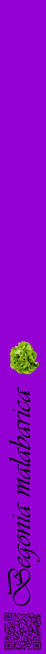 Étiquette de : Begonia malabarica - format a - style noire48viv avec qrcode et comestibilité simplifiée