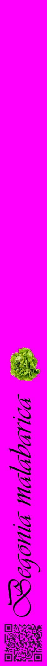 Étiquette de : Begonia malabarica - format a - style noire51viv avec qrcode et comestibilité simplifiée