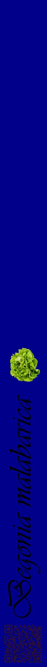 Étiquette de : Begonia malabarica - format a - style noire7viv avec qrcode et comestibilité simplifiée