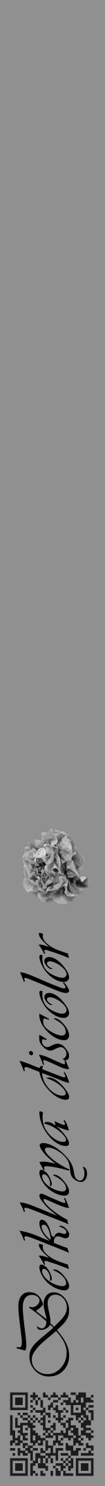 Étiquette de : Berkheya discolor - format a - style noire4viv avec qrcode et comestibilité simplifiée - position verticale