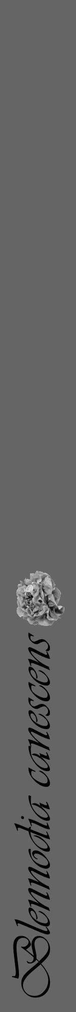 Étiquette de : Blennodia canescens - format a - style noire32viv avec comestibilité simplifiée - position verticale