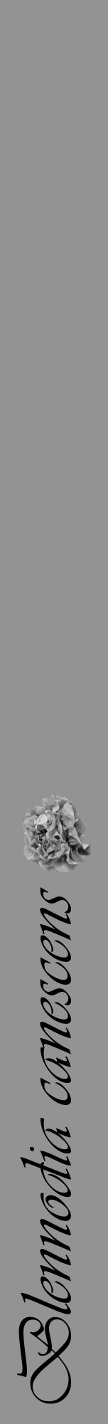 Étiquette de : Blennodia canescens - format a - style noire44viv avec comestibilité simplifiée - position verticale