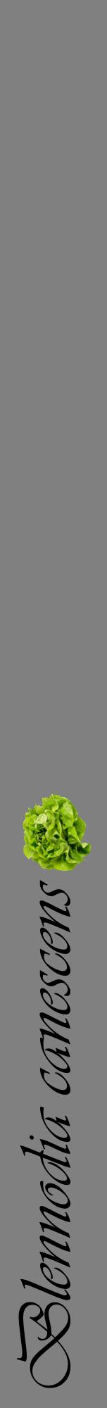 Étiquette de : Blennodia canescens - format a - style noire57viv avec comestibilité simplifiée