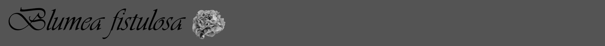 Étiquette de : Blumea fistulosa - format a - style noire36viv avec comestibilité simplifiée