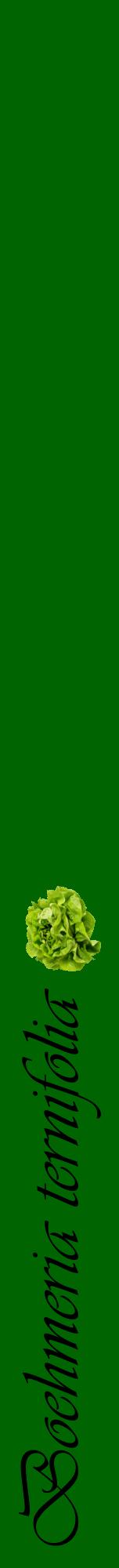 Étiquette de : Boehmeria ternifolia - format a - style noire8viv avec comestibilité simplifiée