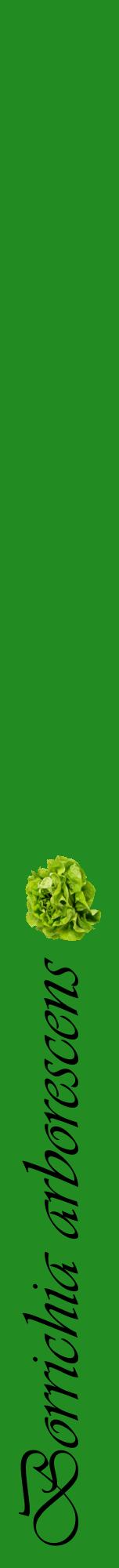 Étiquette de : Borrichia arborescens - format a - style noire10viv avec comestibilité simplifiée