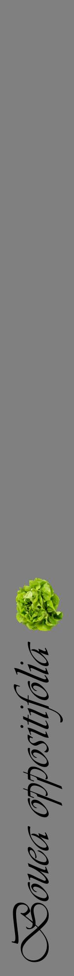 Étiquette de : Bouea oppositifolia - format a - style noire57viv avec comestibilité simplifiée