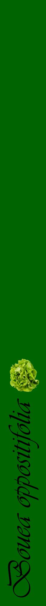 Étiquette de : Bouea oppositifolia - format a - style noire8viv avec comestibilité simplifiée