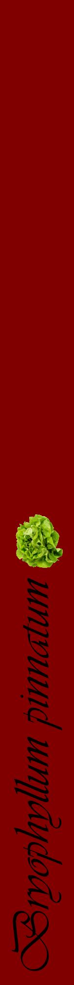 Étiquette de : Bryophyllum pinnatum - format a - style noire29viv avec comestibilité simplifiée