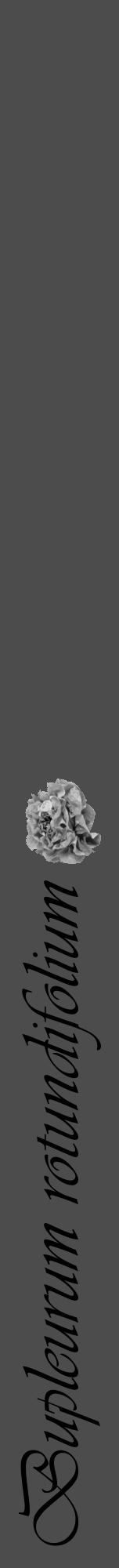Étiquette de : Bupleurum rotundifolium - format a - style noire27viv avec comestibilité simplifiée - position verticale