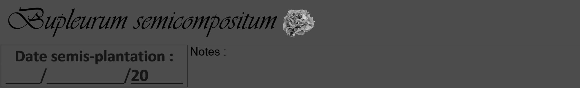 Étiquette de : Bupleurum semicompositum - format a - style noire27viv avec comestibilité simplifiée