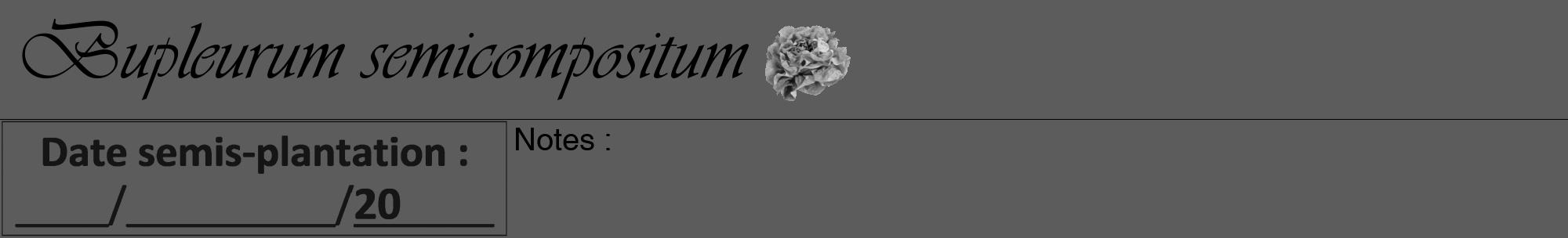 Étiquette de : Bupleurum semicompositum - format a - style noire49viv avec comestibilité simplifiée