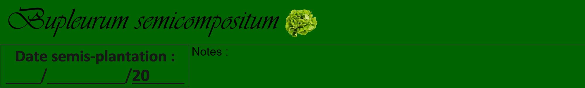 Étiquette de : Bupleurum semicompositum - format a - style noire8viv avec comestibilité simplifiée