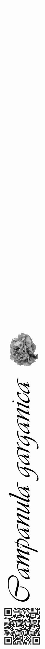 Étiquette de : Campanula garganica - format a - style noire19viv avec qrcode et comestibilité simplifiée - position verticale
