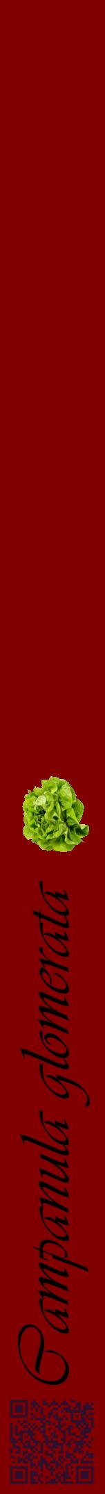 Étiquette de : Campanula glomerata - format a - style noire29viv avec qrcode et comestibilité simplifiée